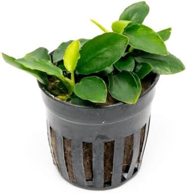 Anubias Live Aquarium Plants - Potted Freshwater Plant for Fish Tanks, Terrariums - Beginner Friendly Low Light (Nana Long Wavy, 1 Pot)