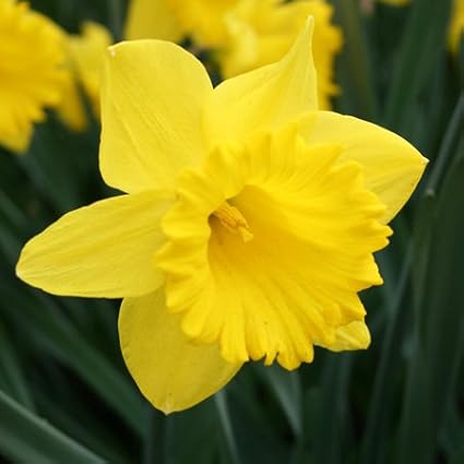 Yellow Dutch Master Classic Daffodils - 50 Perennial & Naturalizing Flower Bulbs