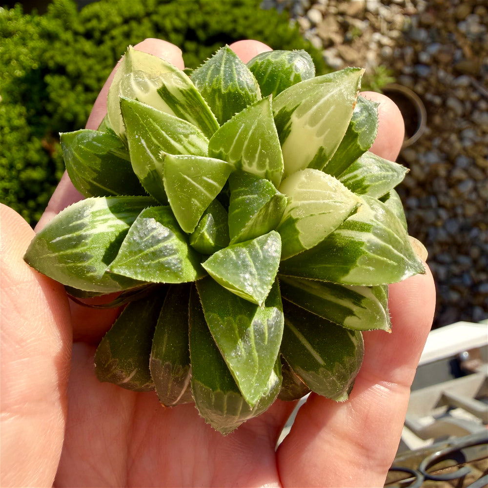 Haworthia 'Heidelbergensis' ~3" Diameter Preferred Succulent Live Plant