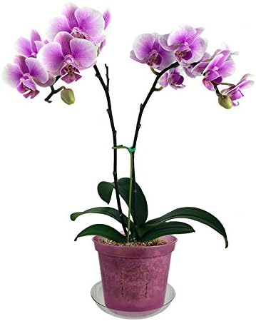 rePotme 4 inch Orchid Pot 3 Pack - Slotted Orchid Pots with Holes for Repotting (Rose Quartz)