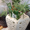 Lucky Bamboo Plant