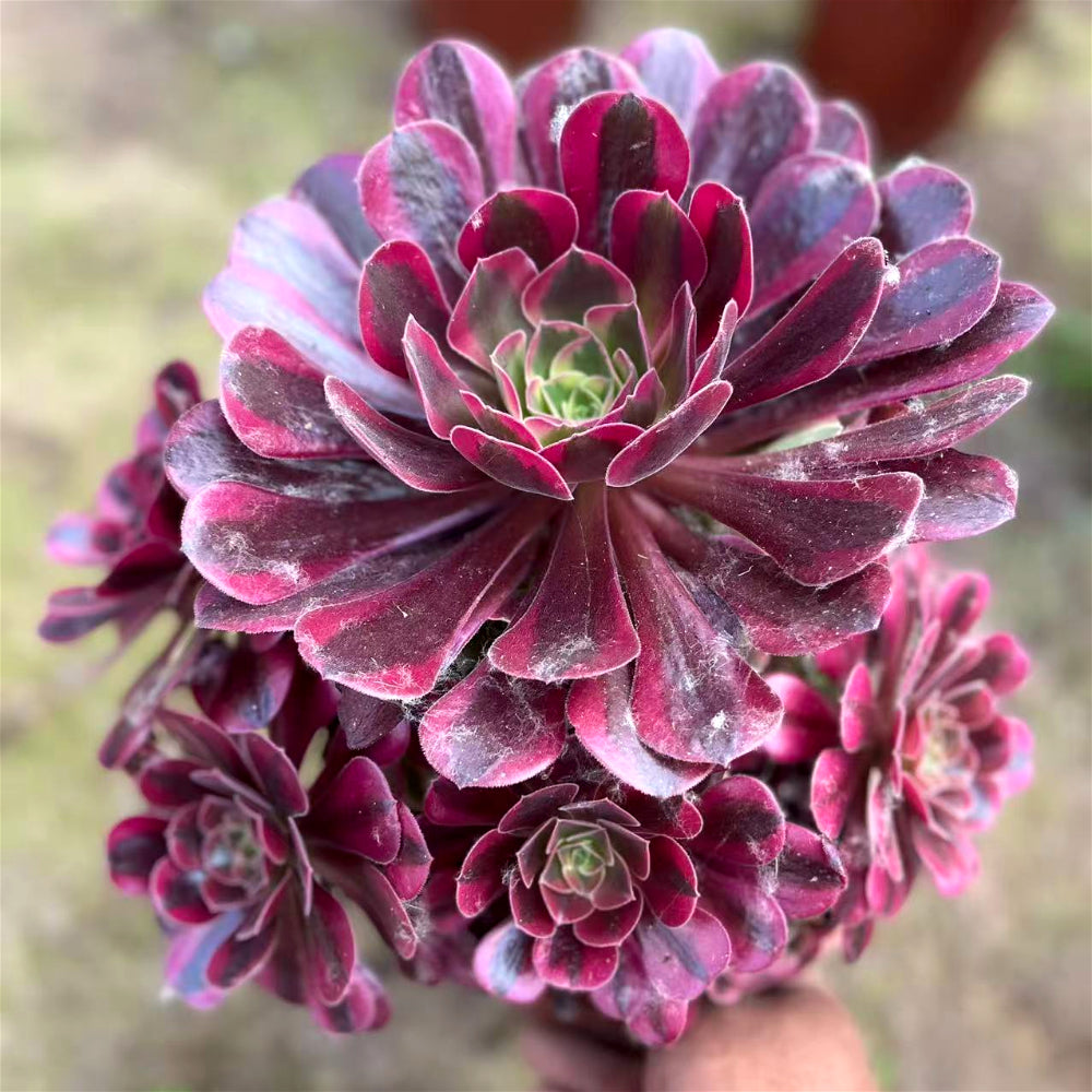 Aeonium 'Medusa' Variegated Extra-Large 8"–10" Diameter - Multi-Rosette Specimen Striking Collectible Succulent
