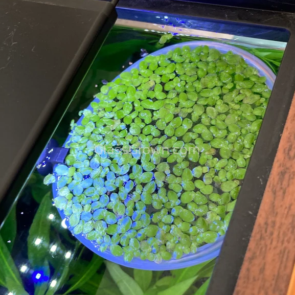 Giant Duckweed 2oz Portion