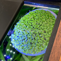 Giant Duckweed 2oz Portion