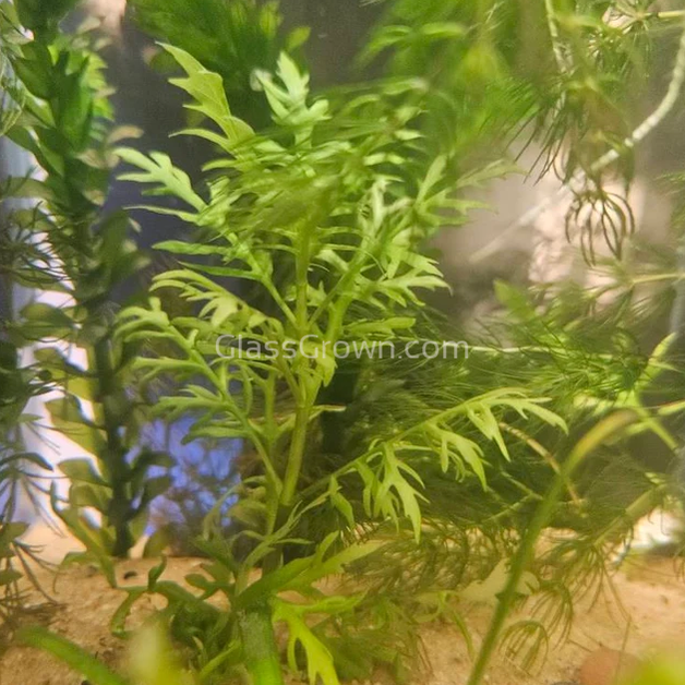 Bunch Water Wisteria (Hygrophila Difformis)