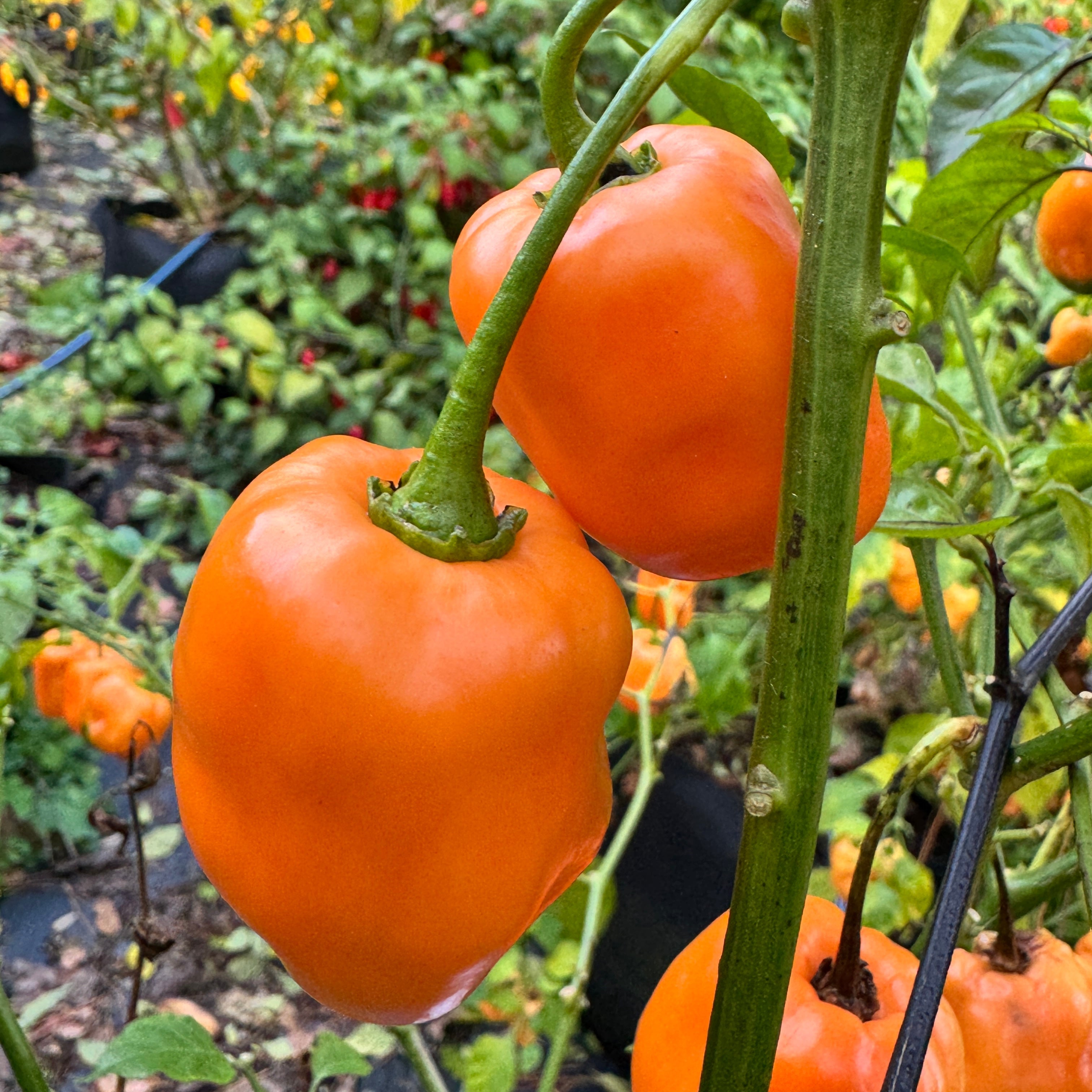 Georgia Peach - Seeds