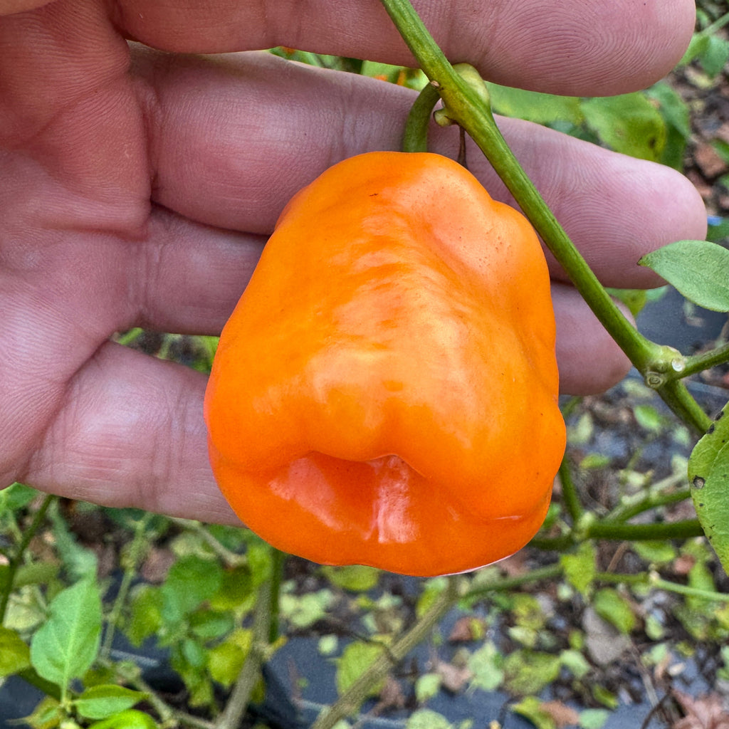 Georgia Peach - Seeds