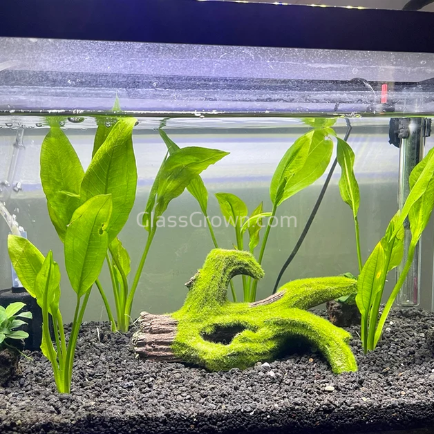 Amazon Sword