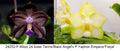 Phalaenopsis (Mituo 24 Solar Term ‘Black Angel’ x Yaphon Emperor ‘Freya’)