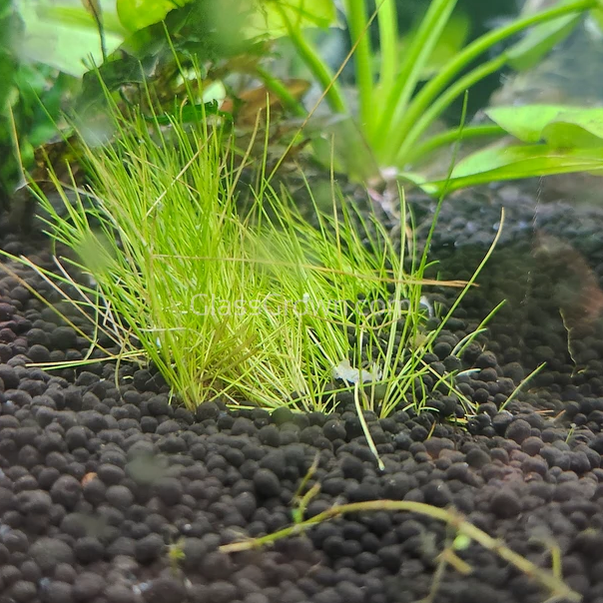 Dwarf Hairgrass (Eleocharis parvula)