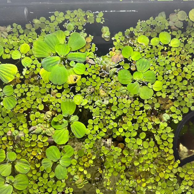 Mixed Floating Aquarium Plants 4oz Cup - Live Freshwater Floaters for Betta Shrimp Fry Safe