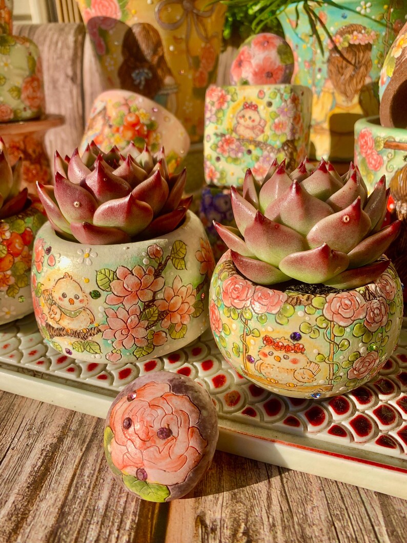 Echeveria Agavoides 'Blue Dragon' - Rare Succulent Striking Plant - Known For Resembling Dragon Teeth