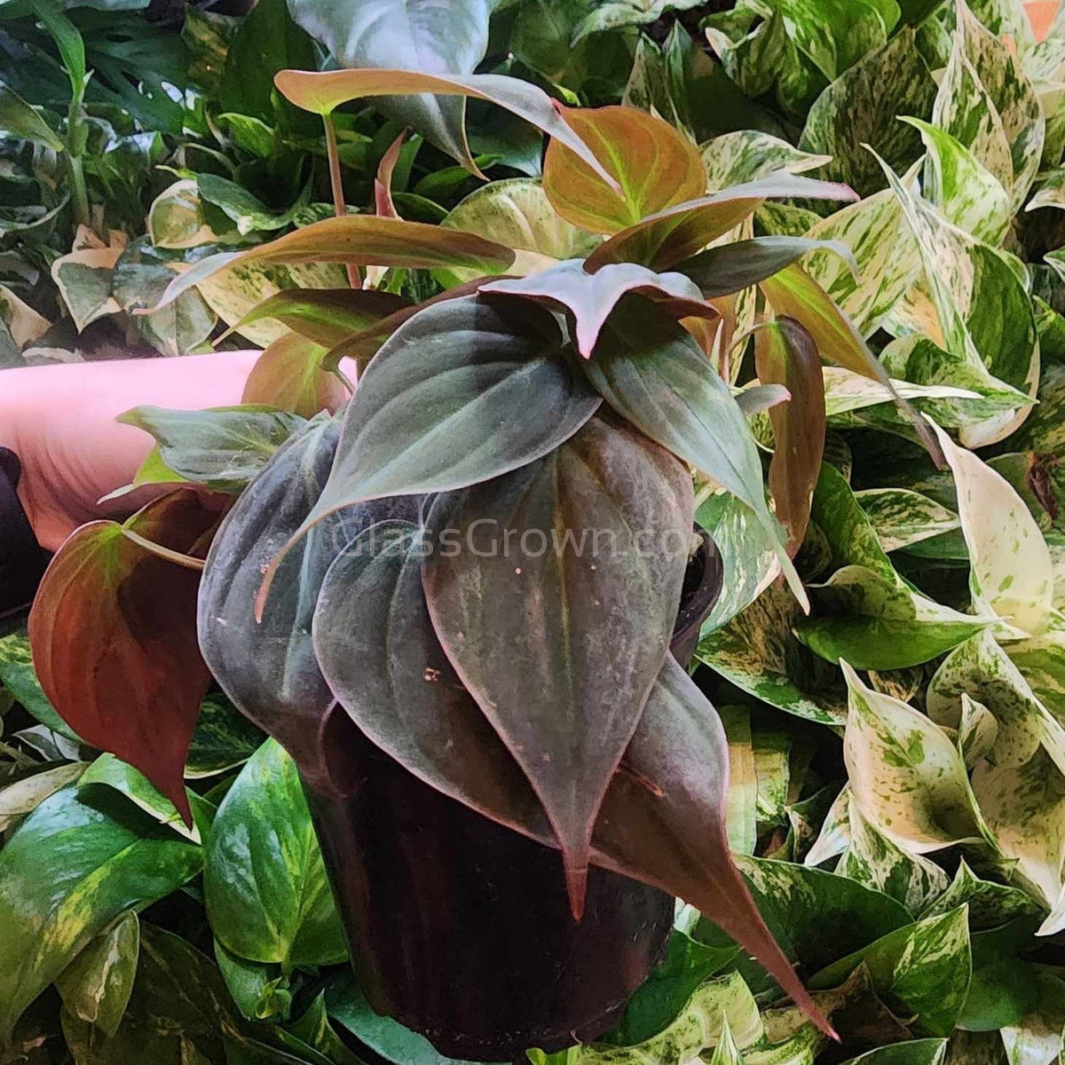 Philodendron Micans Stem Rooted Stems or Pots