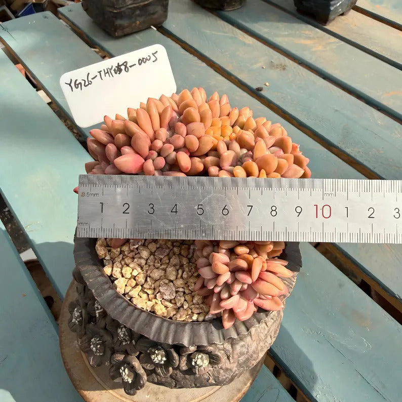 4-Year-Old Rare Crested Growth Succulent No. THY058-0005 | Echeveria 'Peach Blossom Spring' | 3.7-inch Premium Specimen Collector Grade Plant