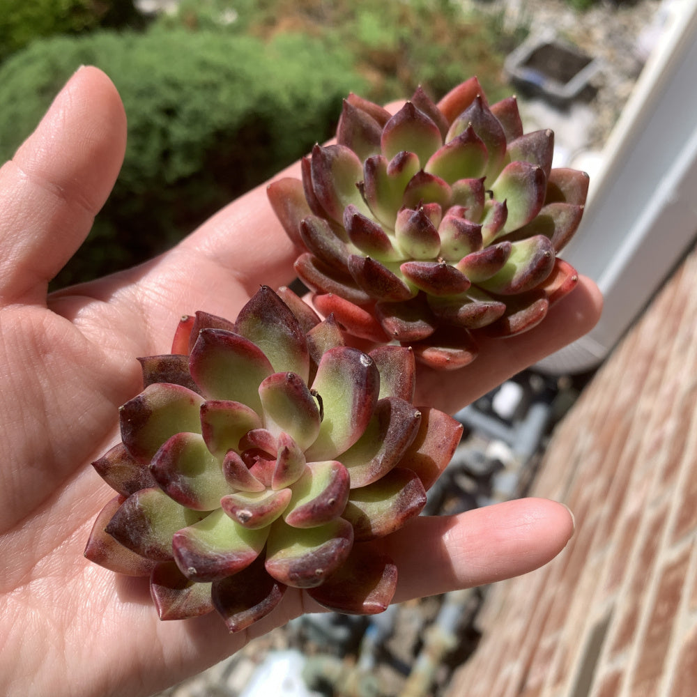Echeveria ‘SHUTING' - Single Diameter Approx. 2"-2.5"