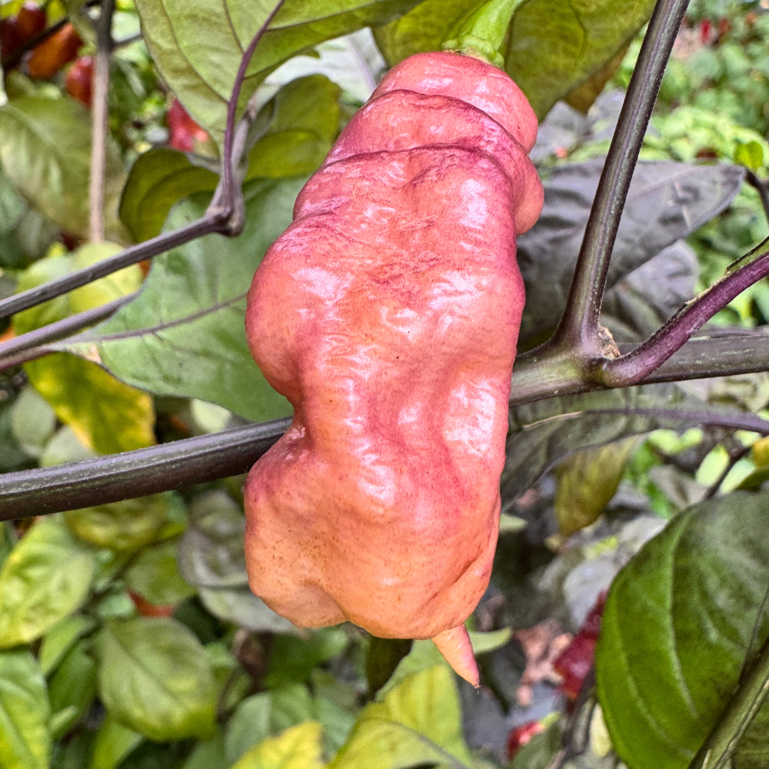 Jay's Pink - Seeds