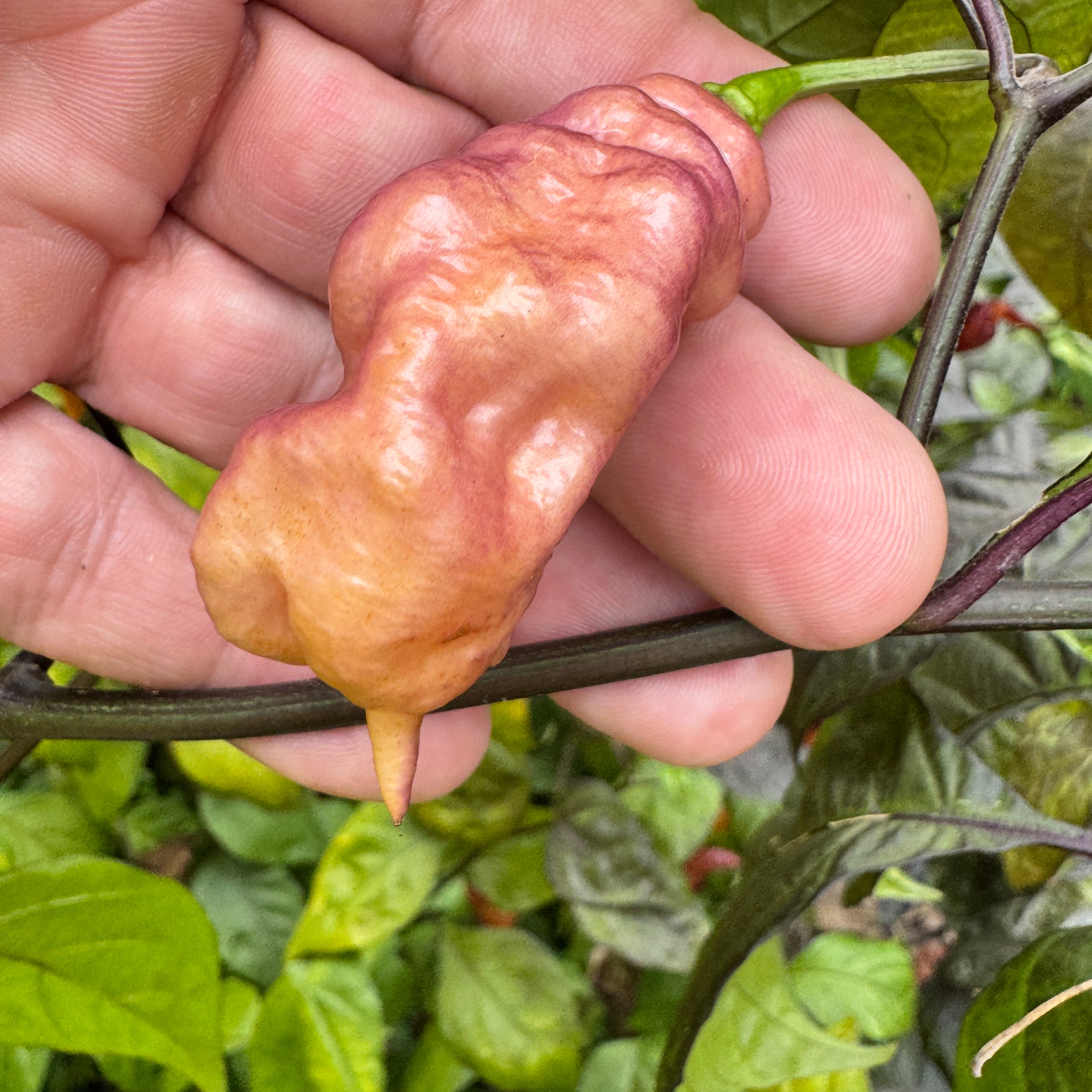 Jay's Pink - Seeds