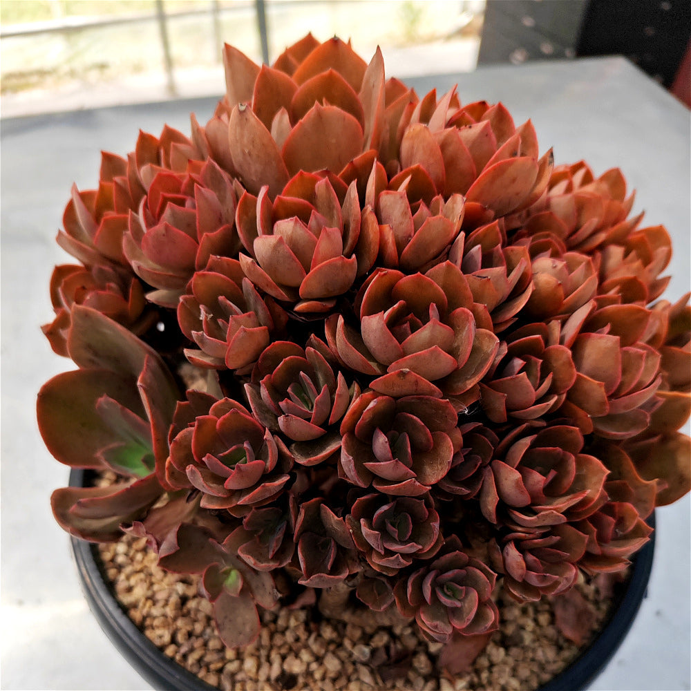 Echeveria 'Suyon' - Super 10"-11" in Diameter