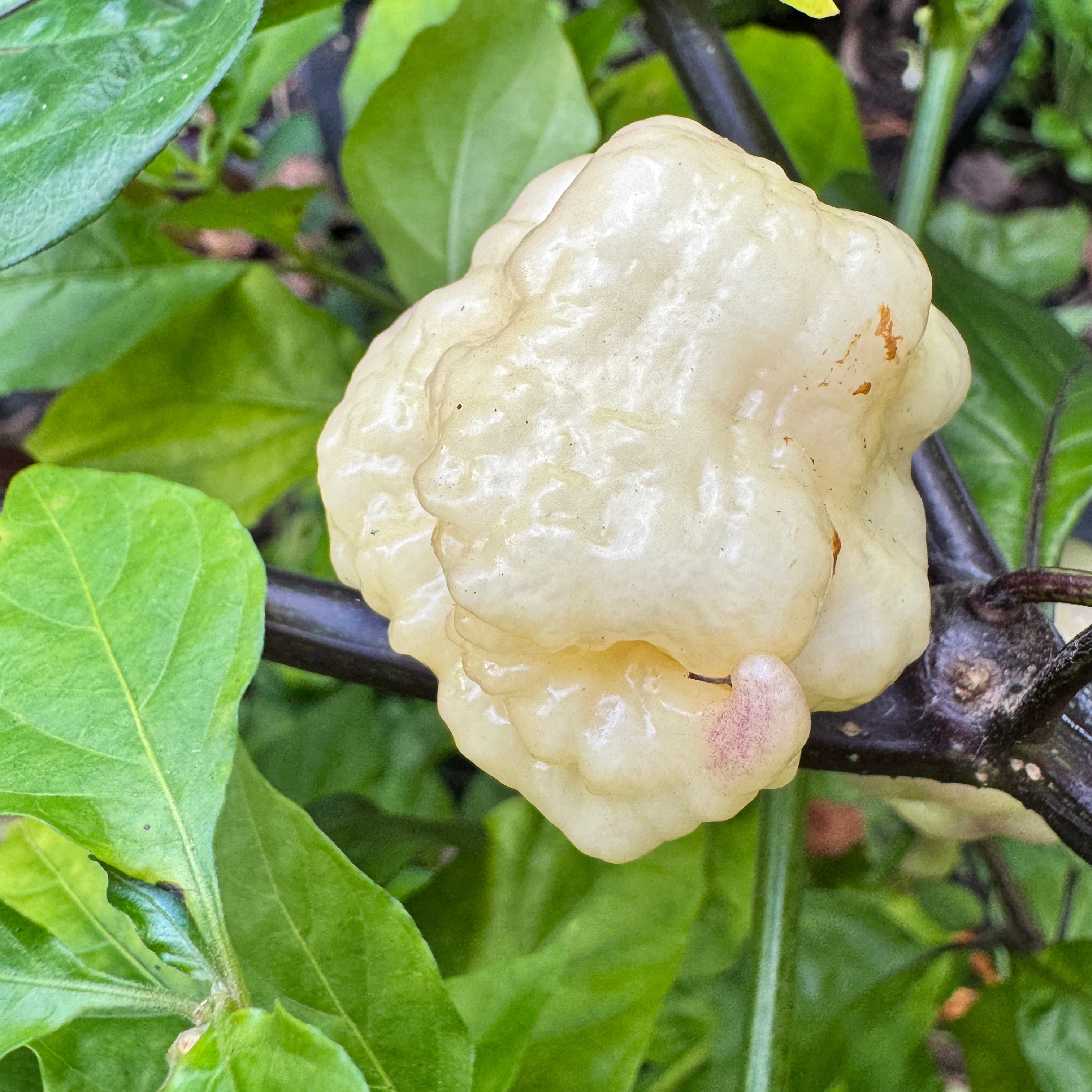 Jay’s × Pink × Reaper Lemon - Seeds