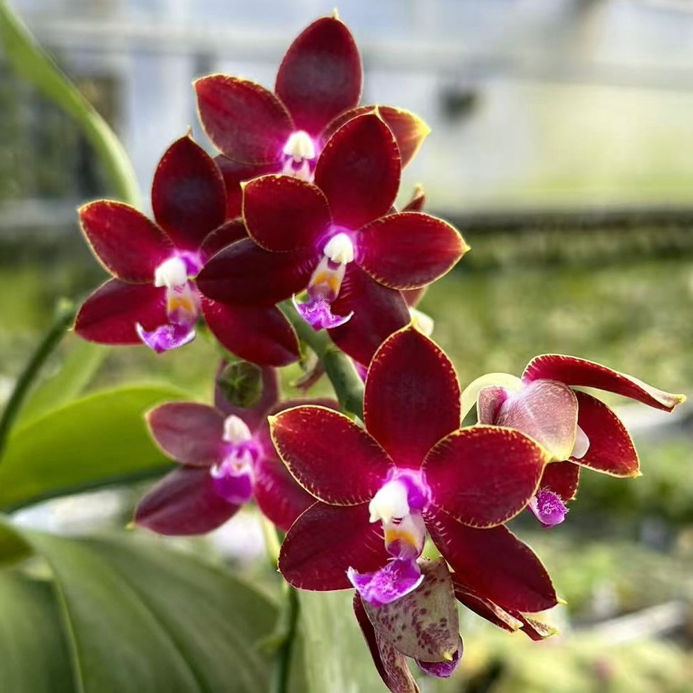 Phalaenopsis Yongli Red Agate 'YL-129'