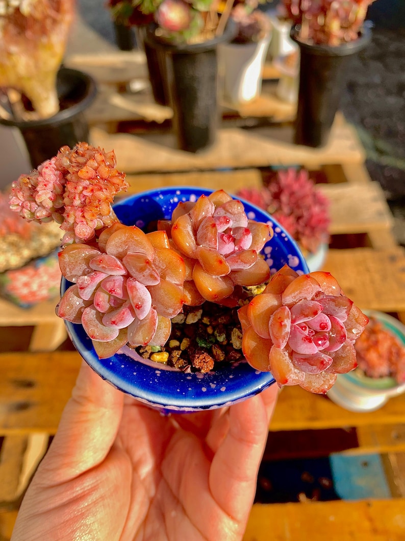 2512-038 Boutique Rare Succulents/Echeveria Orange Monroe/What You See is What You Get /Bare Root Without Soil Pot/Plants Gifts