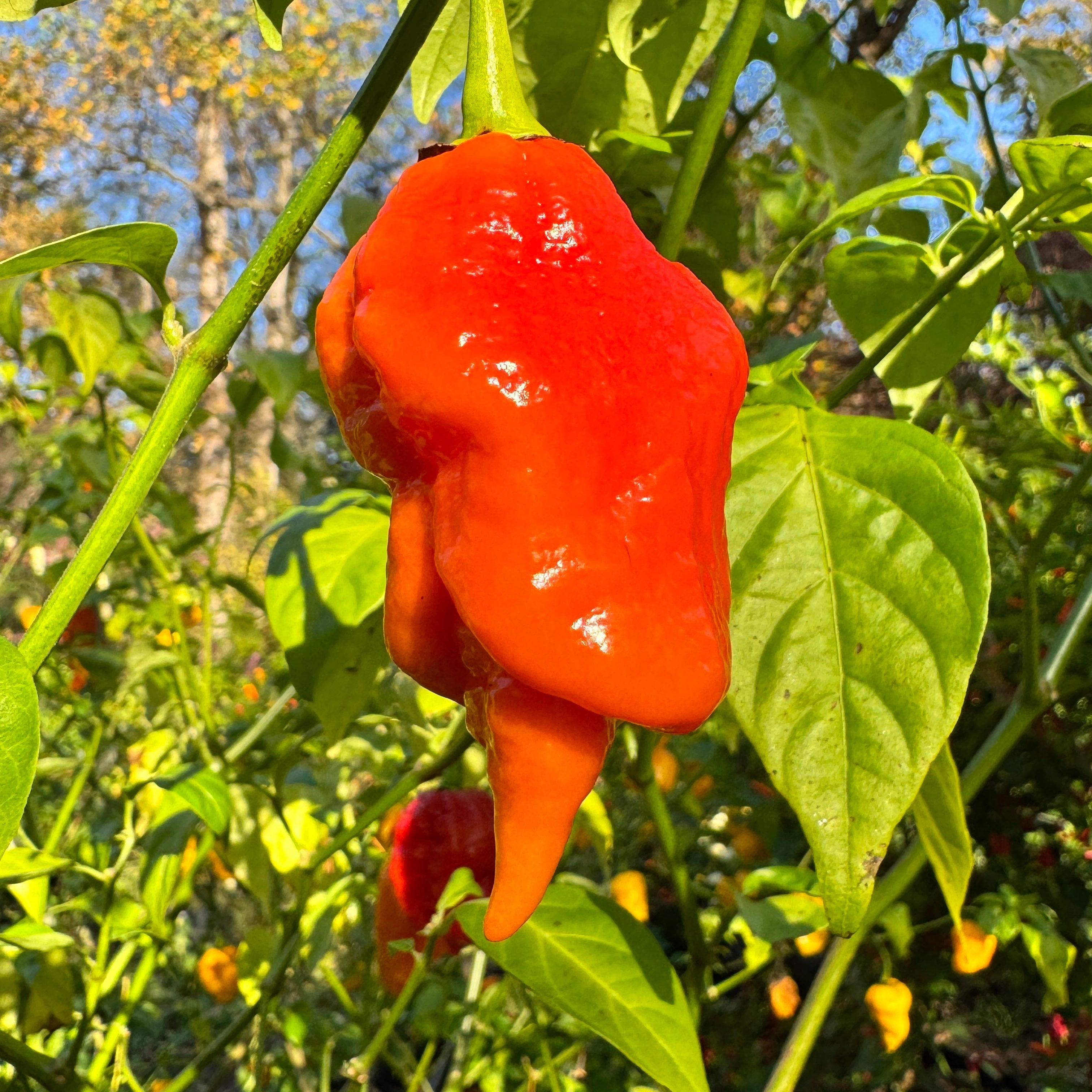 Jigtali Red - Seeds