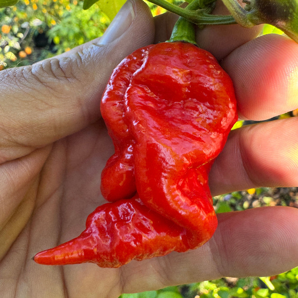 Jigtali Red - Seeds
