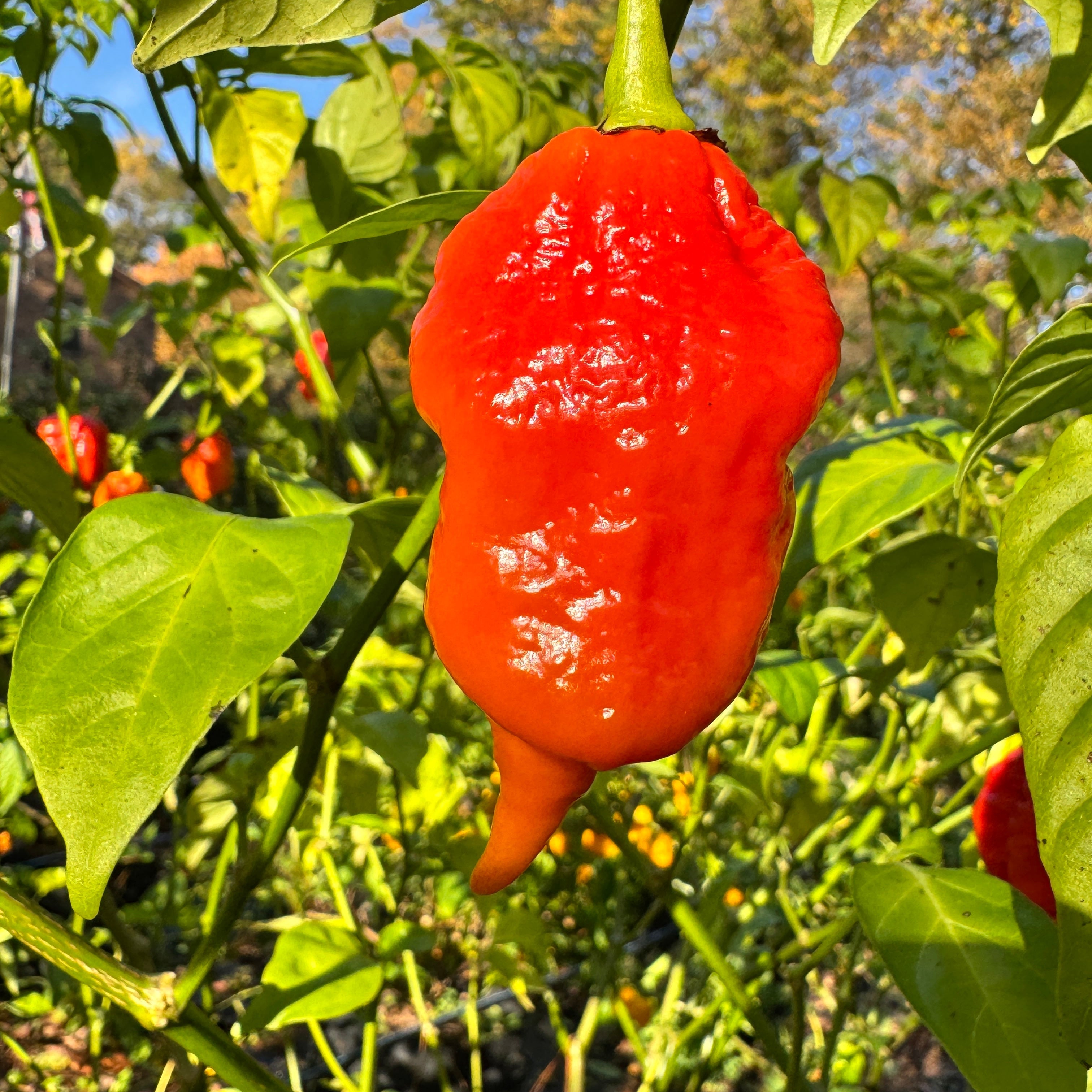 Jigtali Red - Seeds