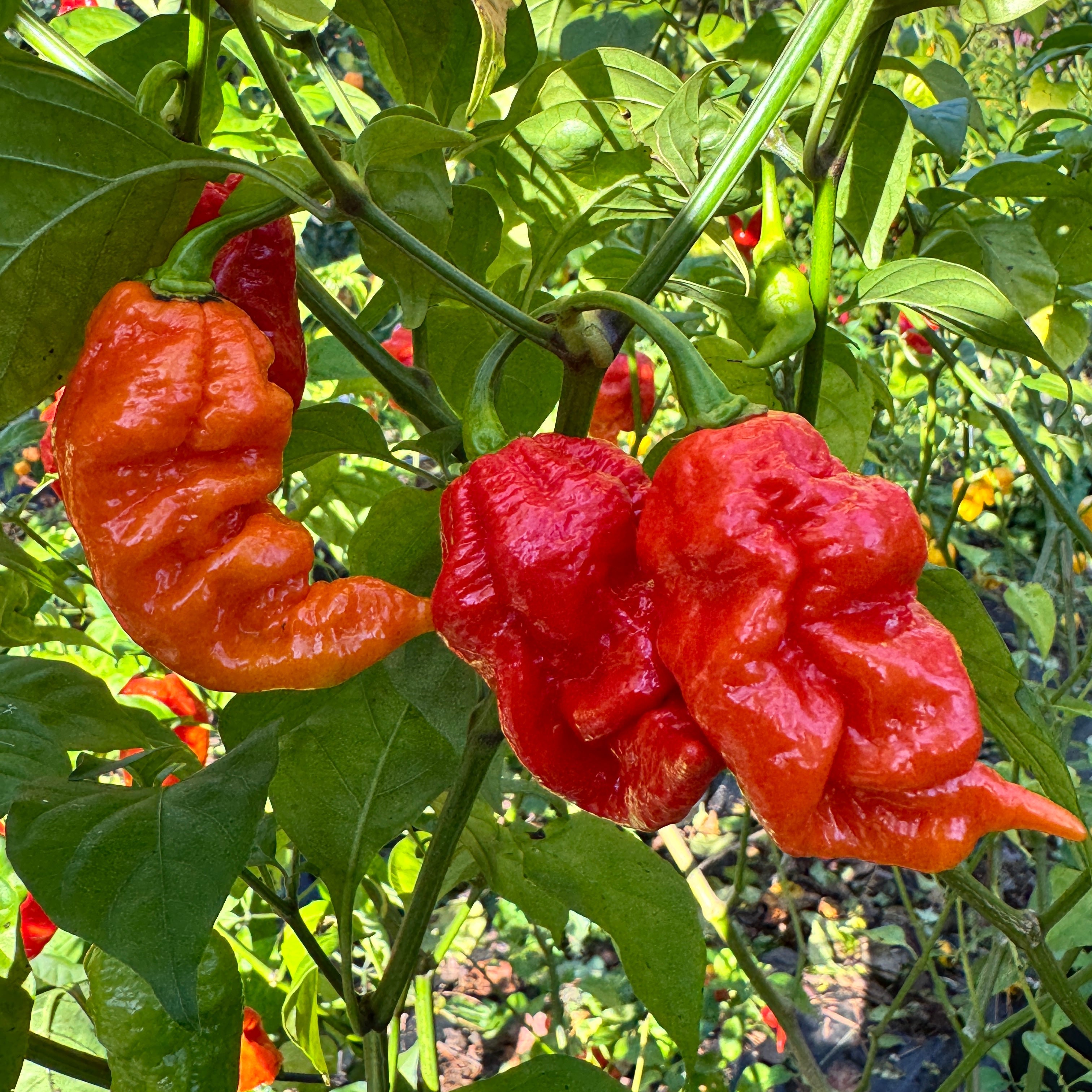 Jigtali Red - Seeds