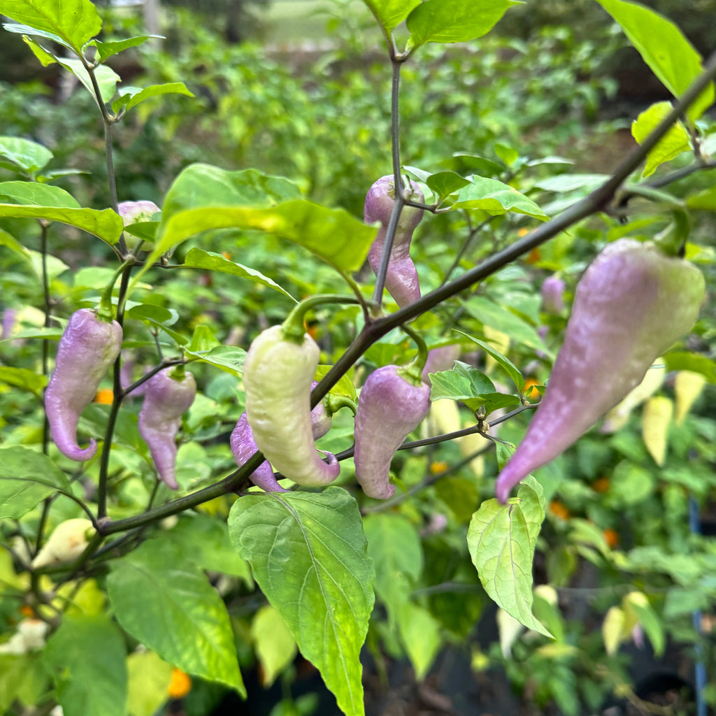 JPGS × GYPOB White - AKA Albino Boar Claw - Seeds