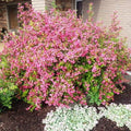 Weigela 'Pink'