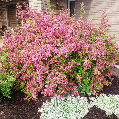 Weigela 'Pink'