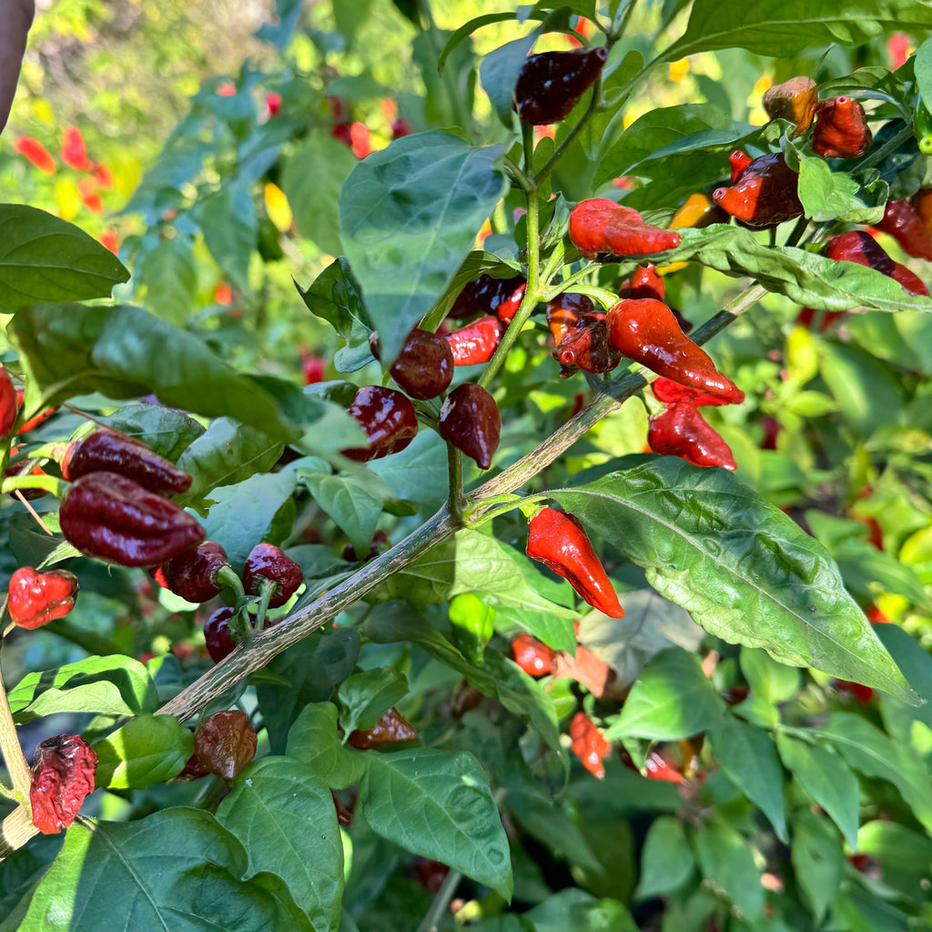 Little Bhut Jolokia Chocolate  - Seeds