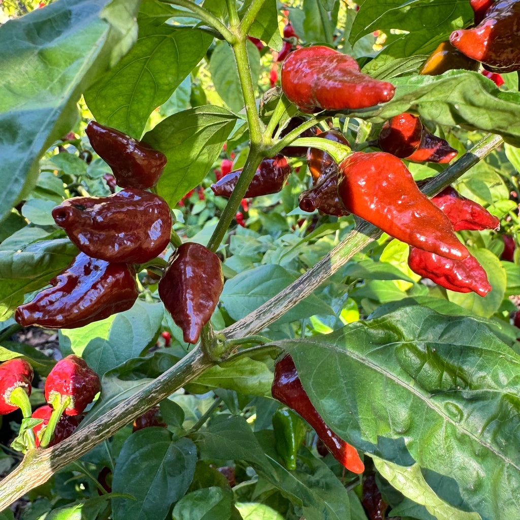 Little Bhut Jolokia Chocolate  - Seeds