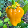 Lucifer’s Lemons  - Seeds