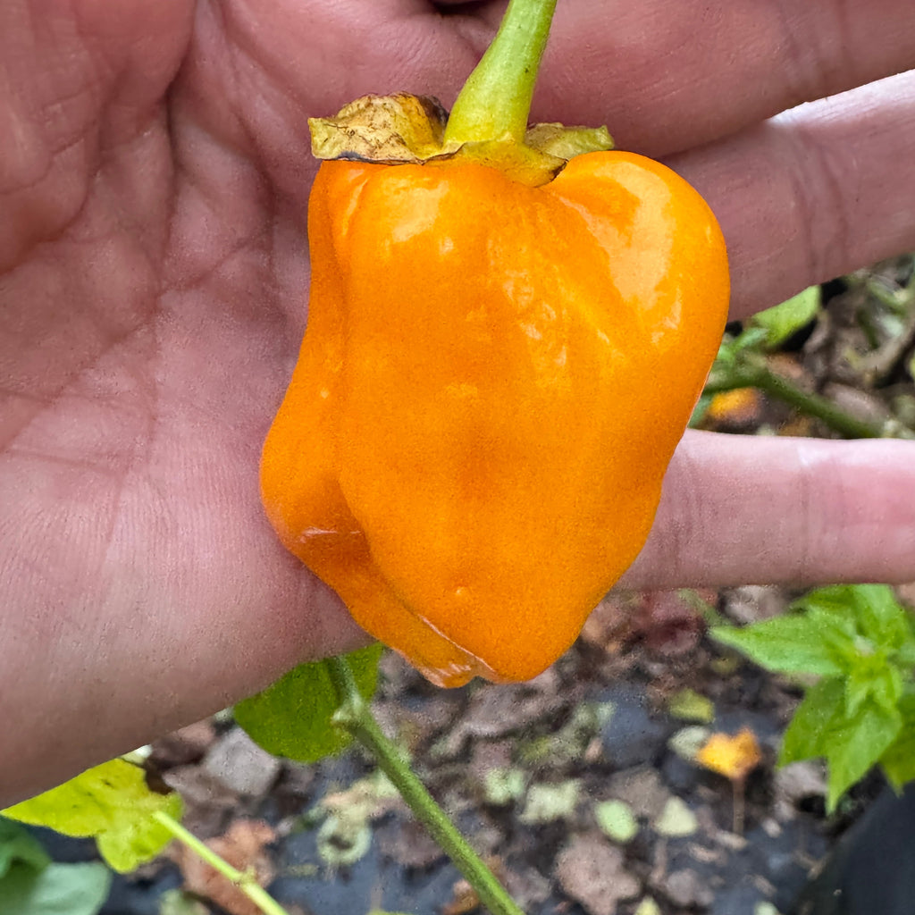 Lucifer’s Lemons  - Seeds