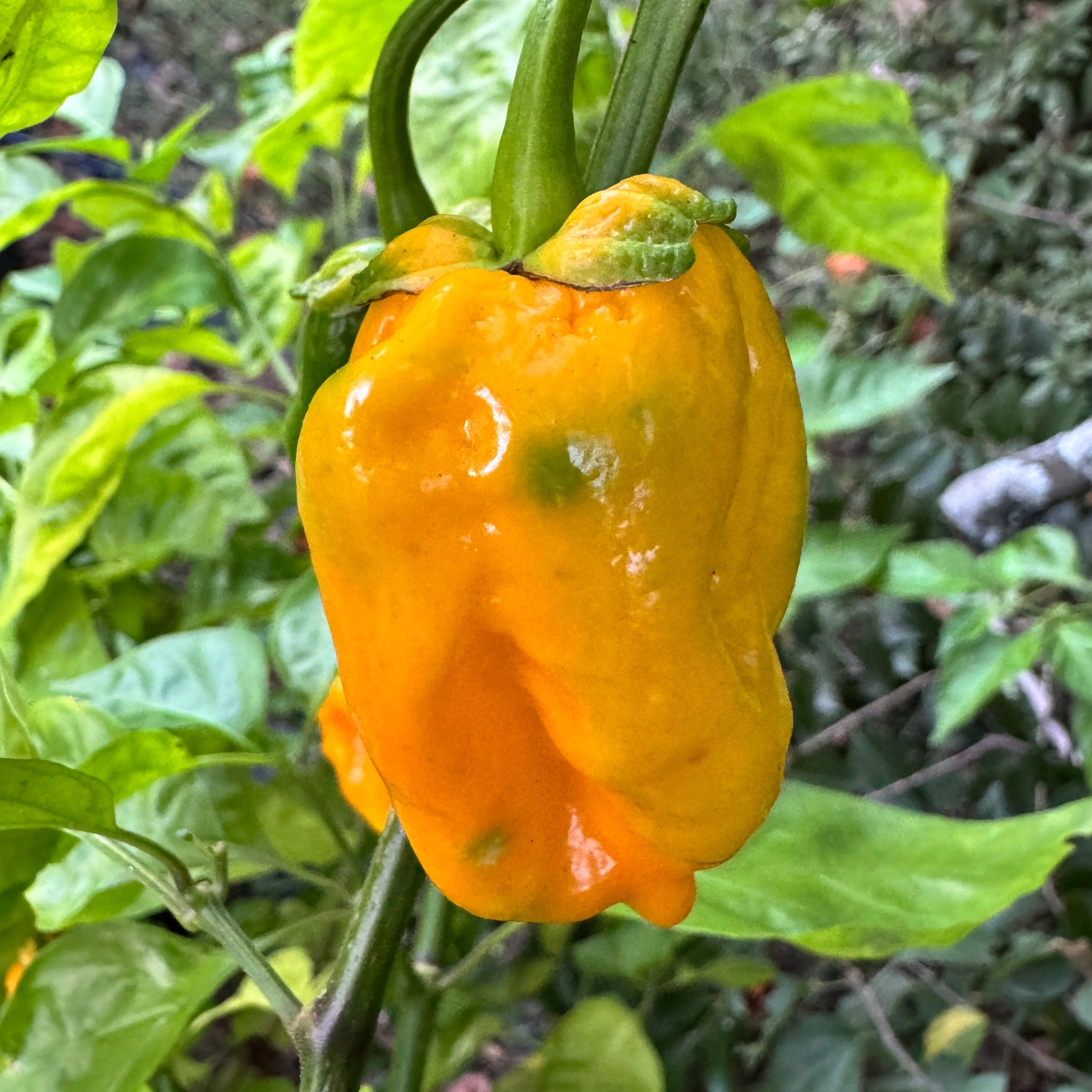 Lucifer’s Lemons  - Seeds