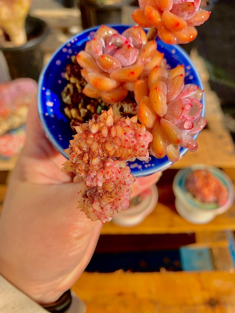 2512-038 Boutique Rare Succulents/Echeveria Orange Monroe/What You See is What You Get /Bare Root Without Soil Pot/Plants Gifts