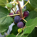 Chicago Hardy Fig Cuttings (Ficus carica) - 2 Unrooted 6-8" | Cold Hardy Sweet Fig Tree for Northern Climates | Easy to Root & Grow