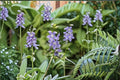 Tall Bellflower Seeds 500 Pack | Native Blue Wildflower for Pollinator Gardens | Campanula americana