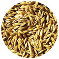 Fall Barley Seed, VNS