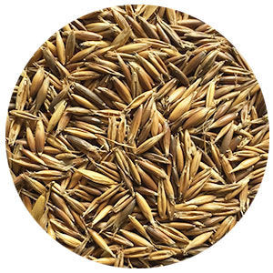 Black Oats