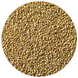 German Foxtail Millet