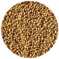 Crimson Clover Raw