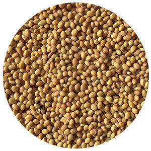 Crimson Clover Raw