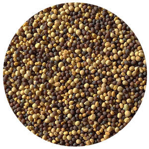 Majestic Mustard Blend