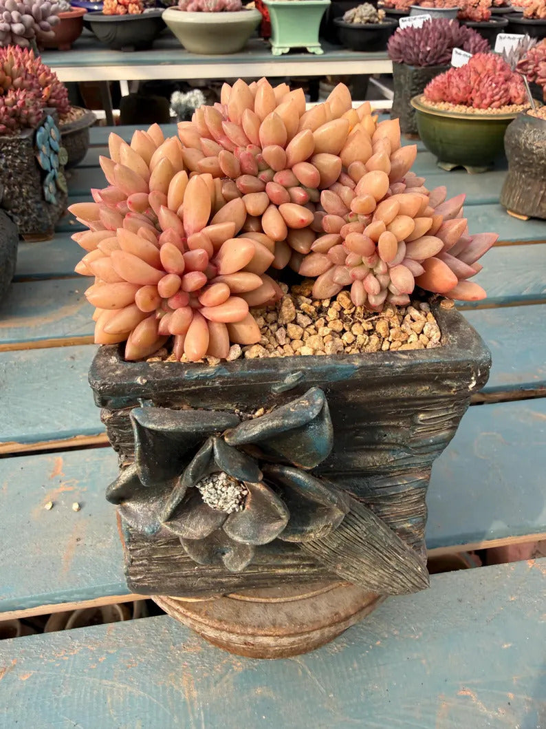 Exact Plant ID: THY098-0039 – Echeveria 'Peach Blossom Spring' – Rare Crested Succulent | 4-Years-Old Approx. 5-inch Across