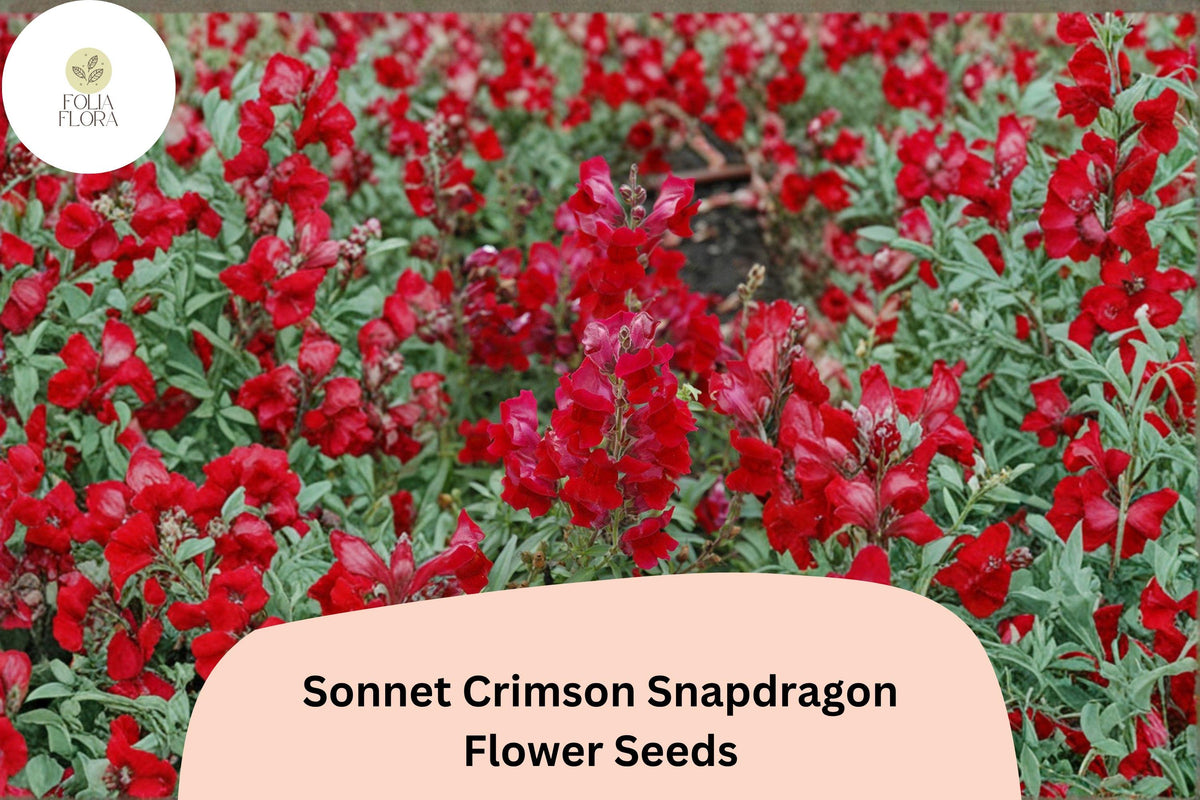 1000+ Sonnet Crimson Snapdragon Seeds | Deep Red Antirrhinum majus for Borders & Gardens