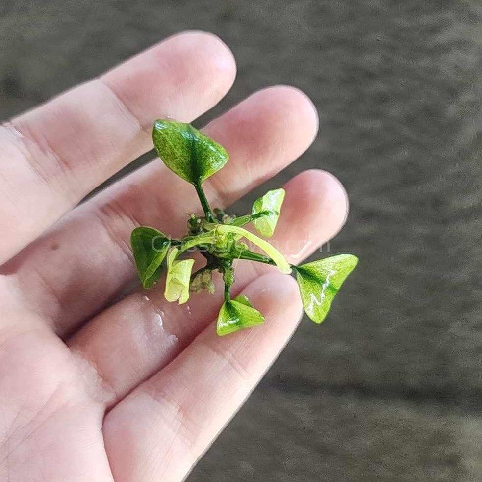 Anubias Nana Pinto