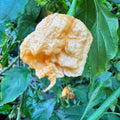 Peach Miasma - Seeds